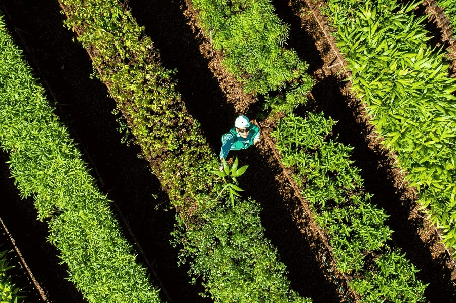 Vale ingressa em plataforma para conservar e restaurar florestas