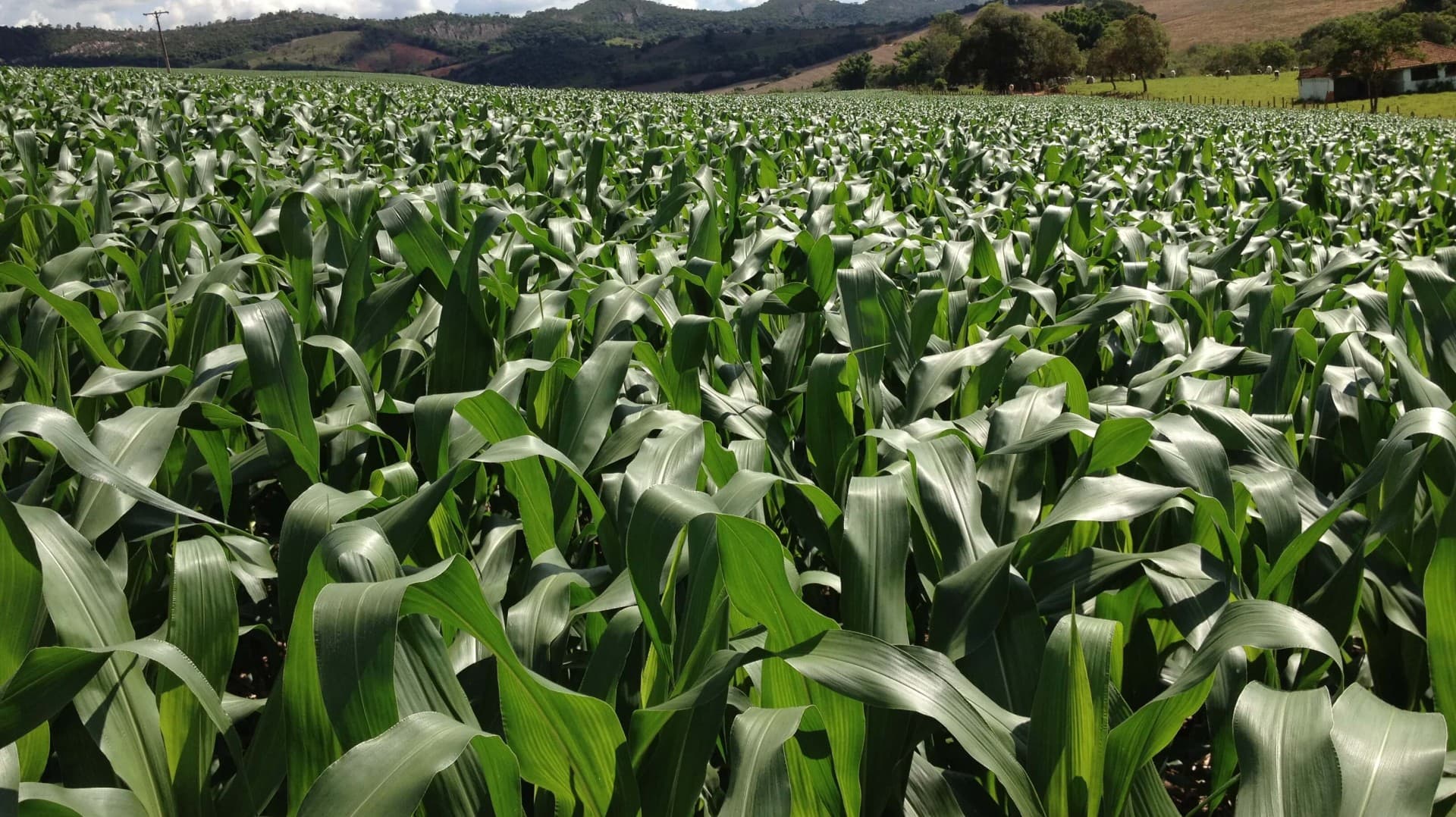 Mosaic registra prejuízo líquido de US$ 162 milhões