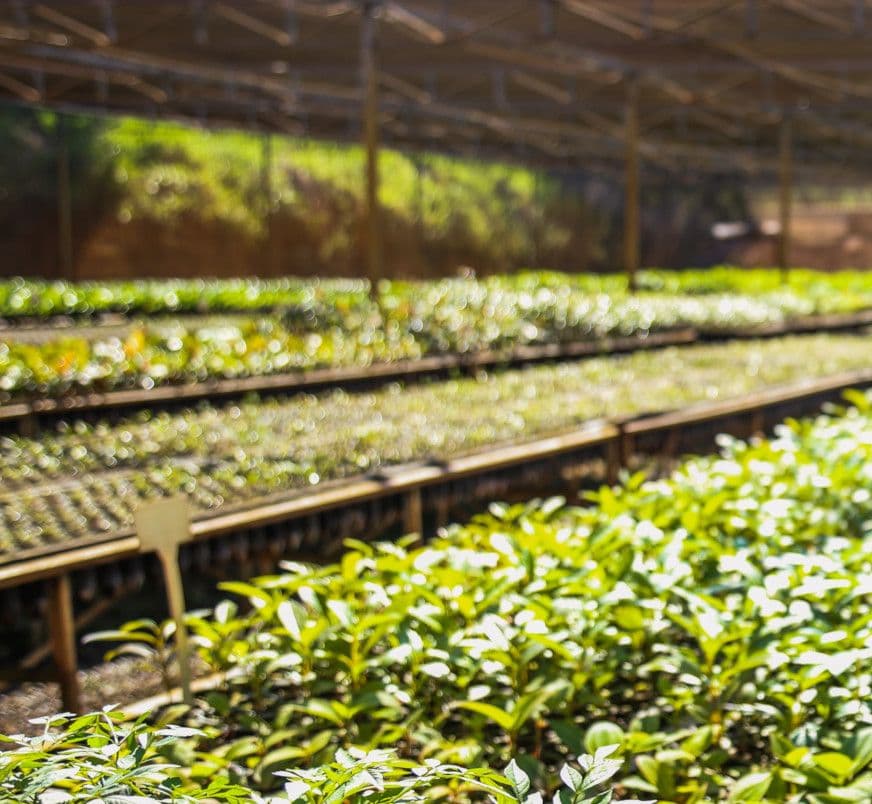 Anglo American busca parceiros para reflorestamento