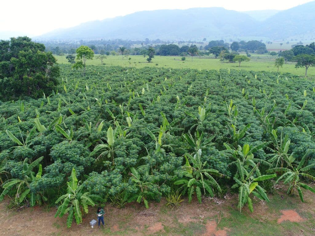Adesão a projeto de restauração de florestas