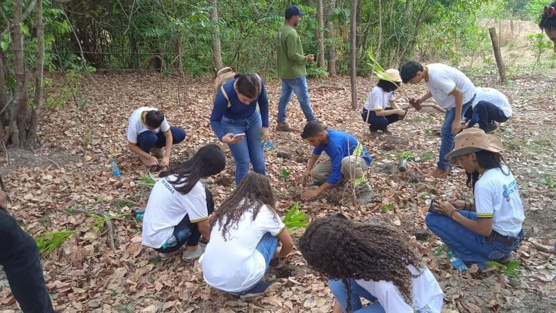 Parceria para reflorestamento do Cerrado